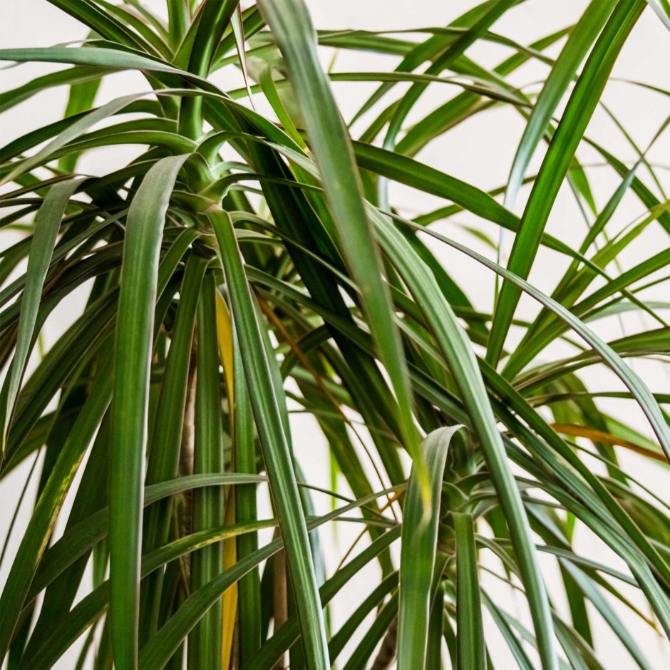 Драцена Cordyline indivisa