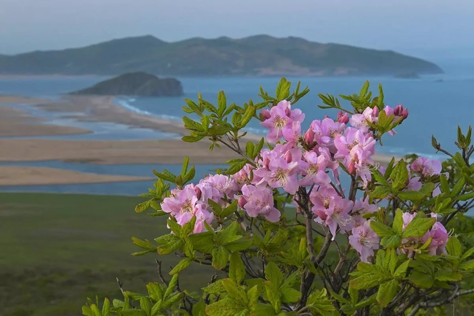 Саган дайля куст