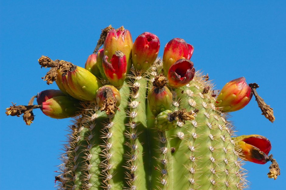 Saguaro Cactus Fruit