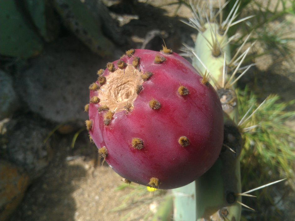 Плоды кактуса опунция