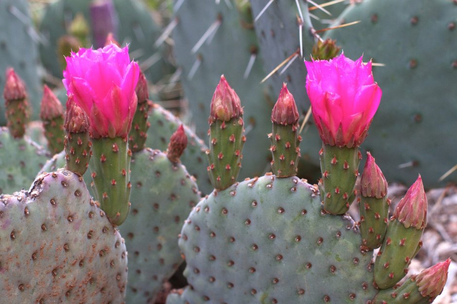 Длинноостная опунция Opuntia longispina