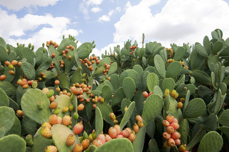 Опунция Инжирная (Opuntia Ficus-Indica)