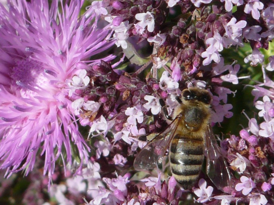 Растения медоносы для пчел