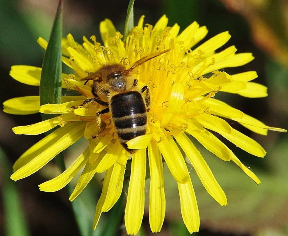 Медоносные травы для пчел