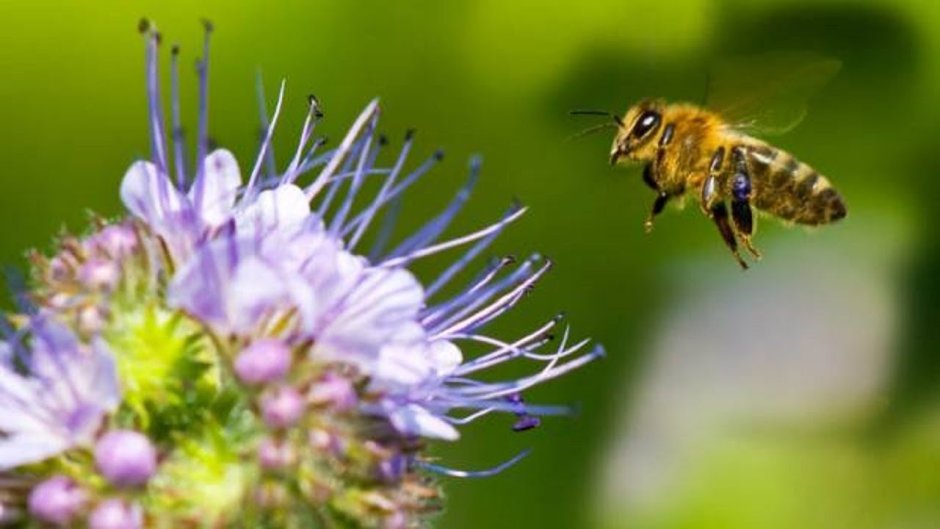 Bee улыбающийся цветок лица семена