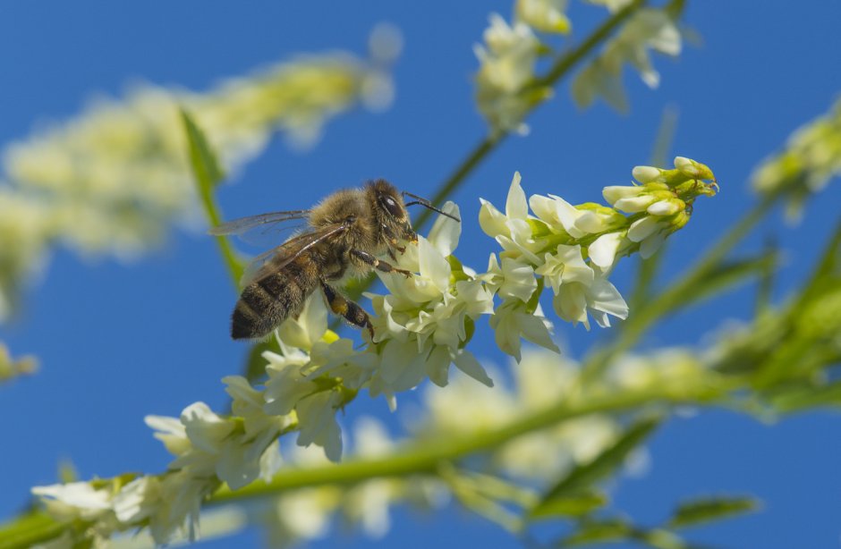 Пчелки медоносы