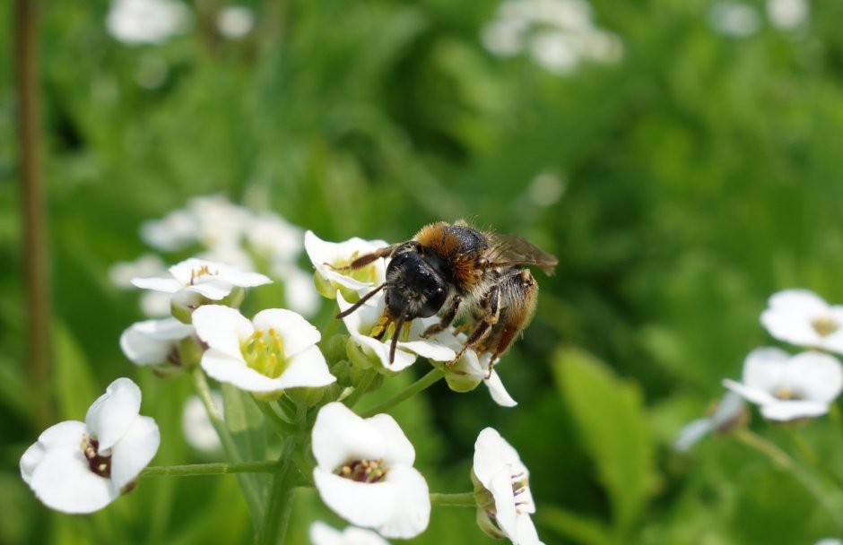 Пчелы собирают мед
