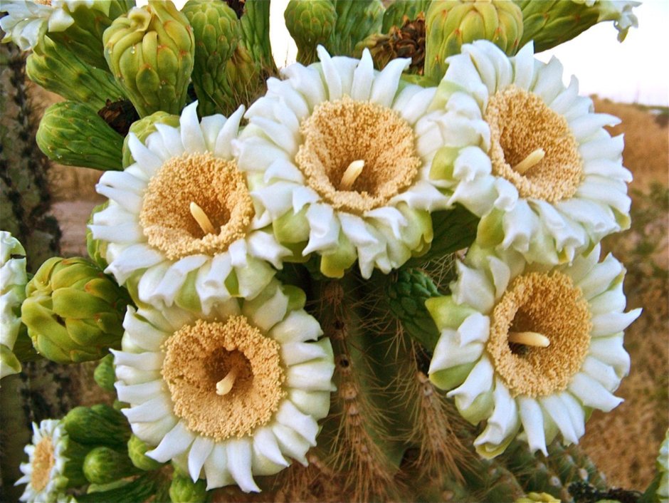 Цветок кактуса Сагуаро