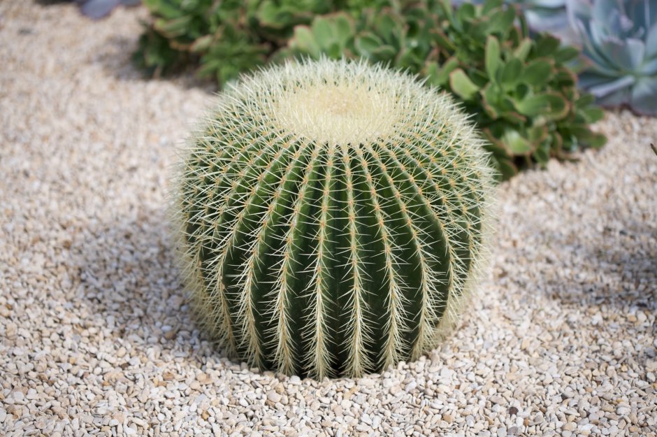 Растения пустыни Кактус