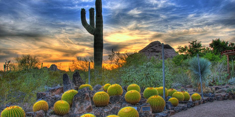Desert Botanical Garden - Phoenix, Arizona