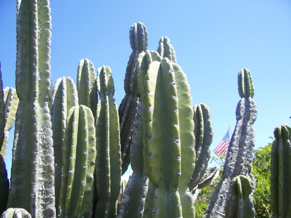 Цветущие кактусы Сан Педро