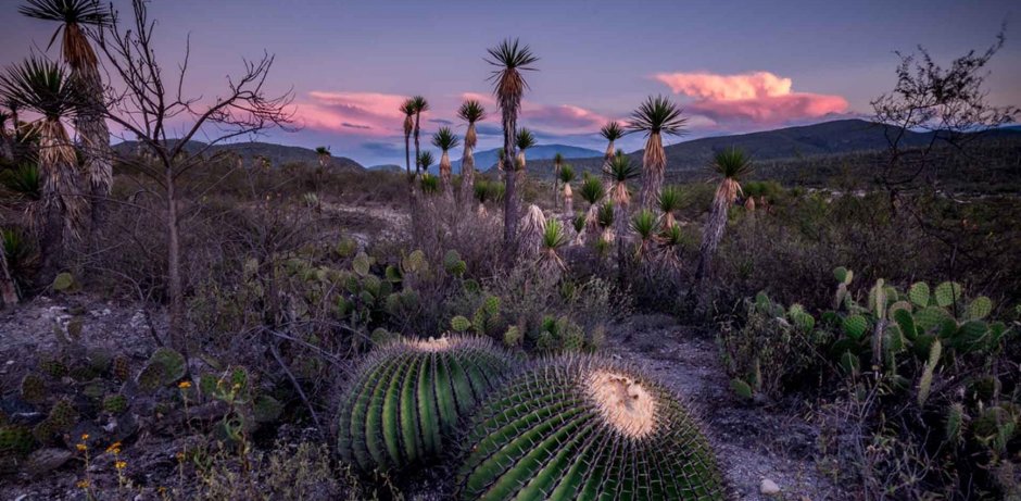 Долина кактусов Чили