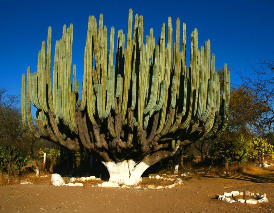 Кактусовый лес в Мексике