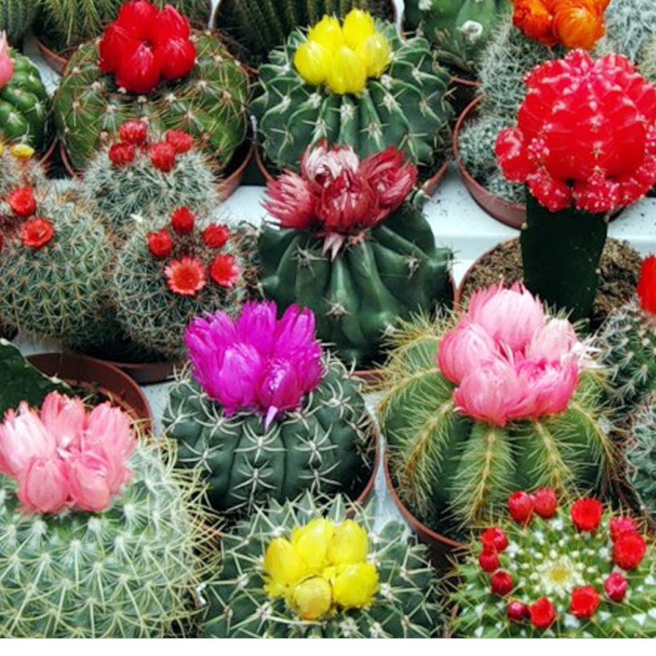 Цветущие кактусы в природе