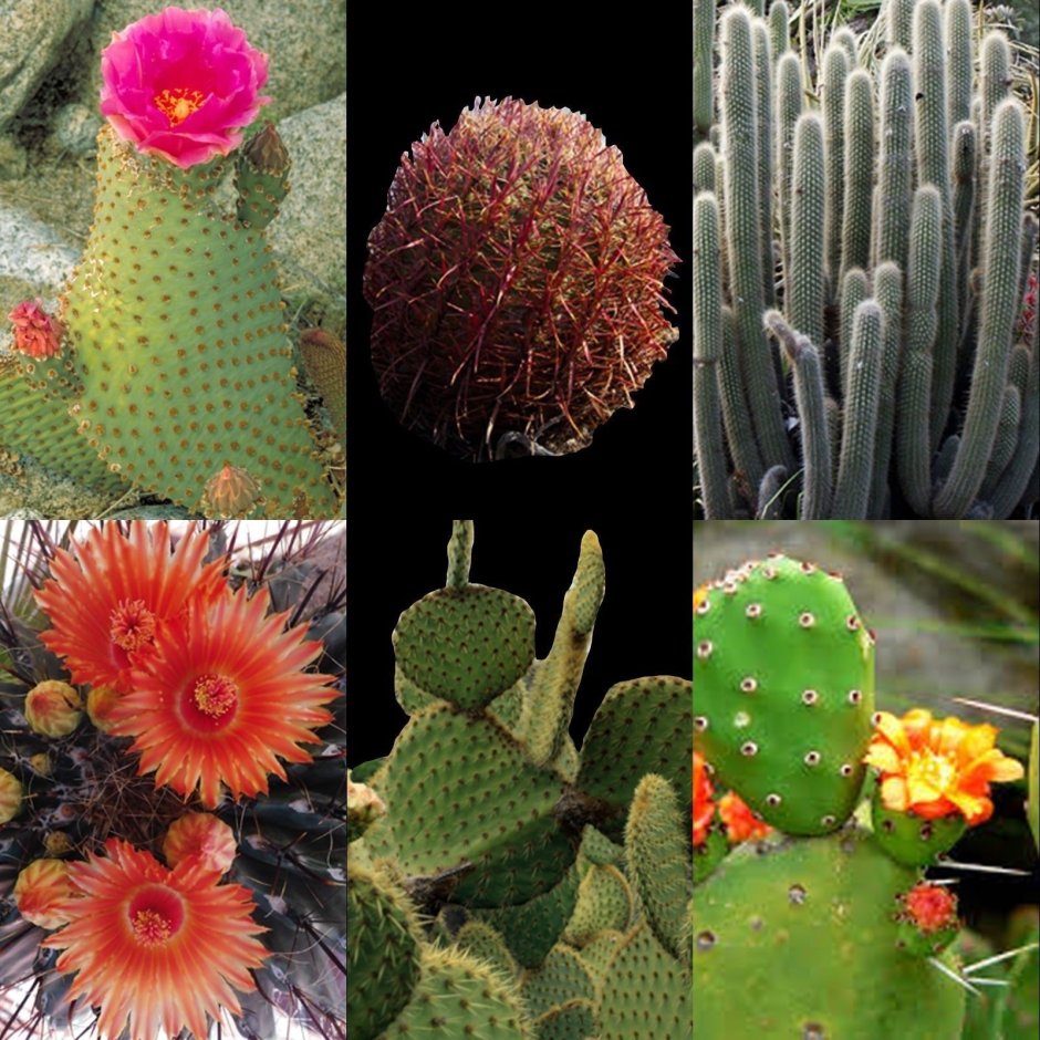 Разнообразие кактусовых