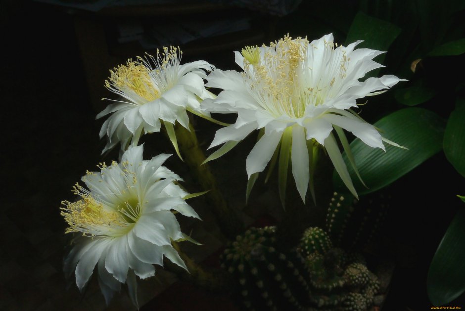 Красивые кактусы цветы белые