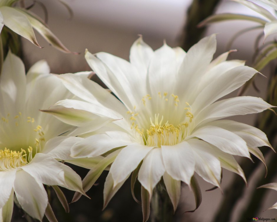Белый цветок кактуса фото