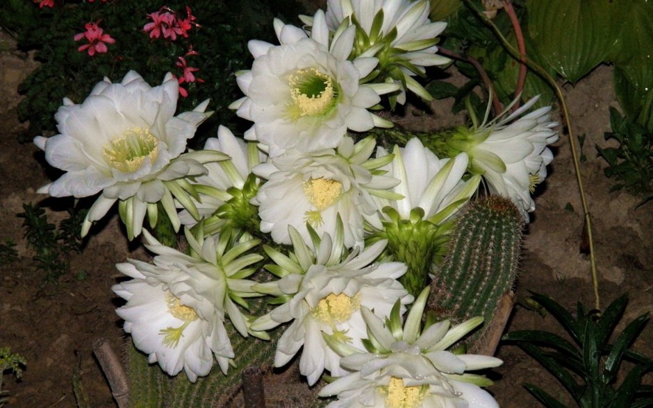 Кактус цветет белыми цветами