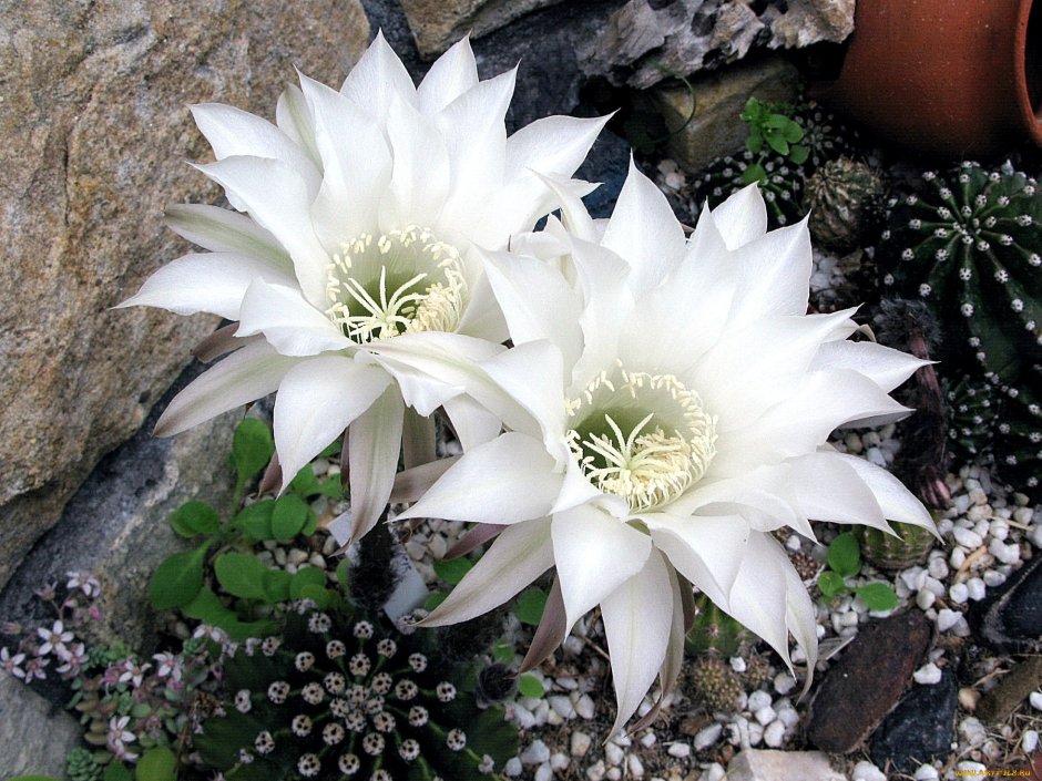 Кактус с белым цветком