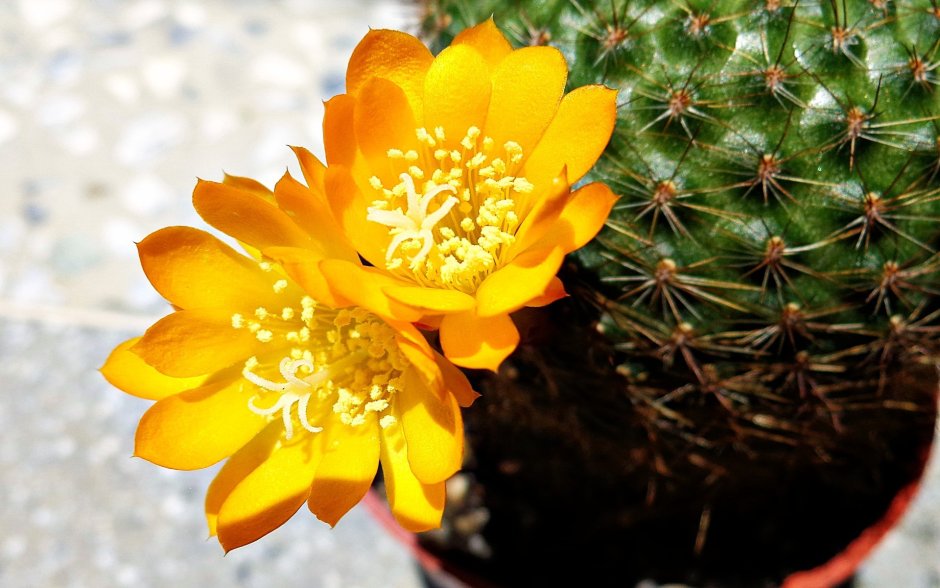 Цветы Cactus