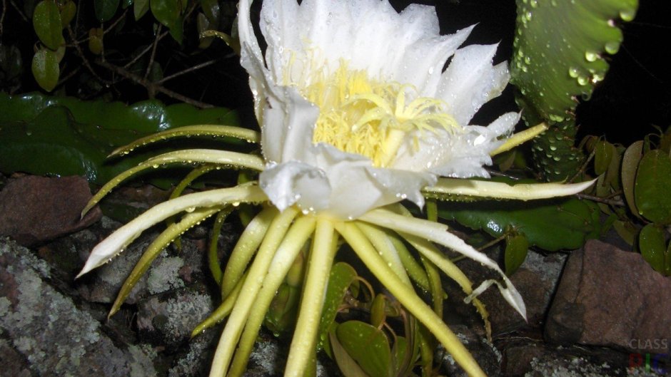 Кактус большой цветок белый