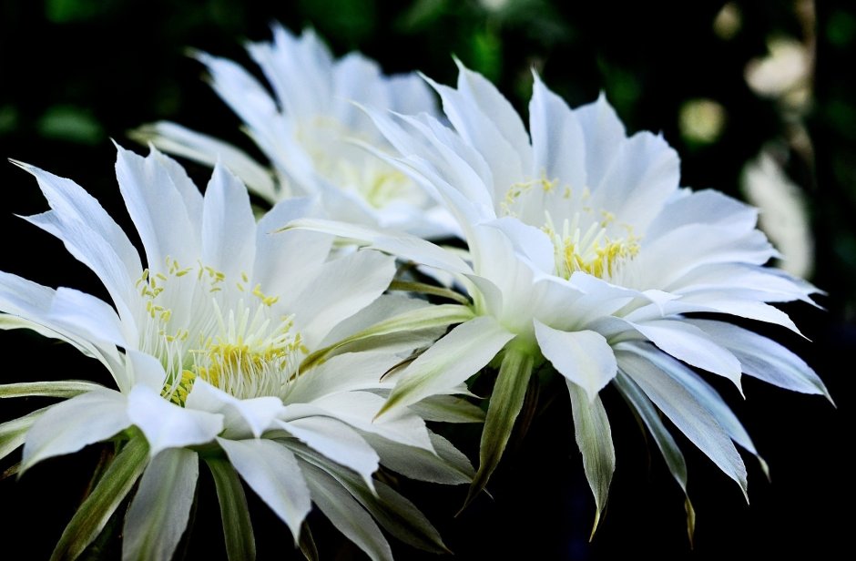 Цветок кактуса белый белый