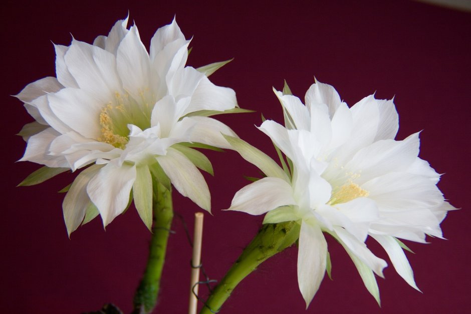 Цветение кактуса белые цветы