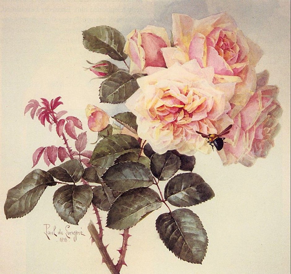 Пауль де Лонгпре. Розы
