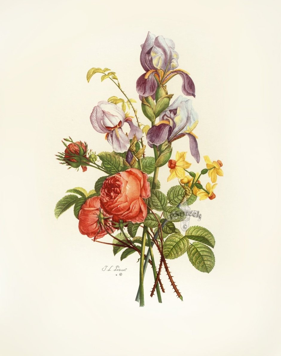 Ботаническая акварель 19 век