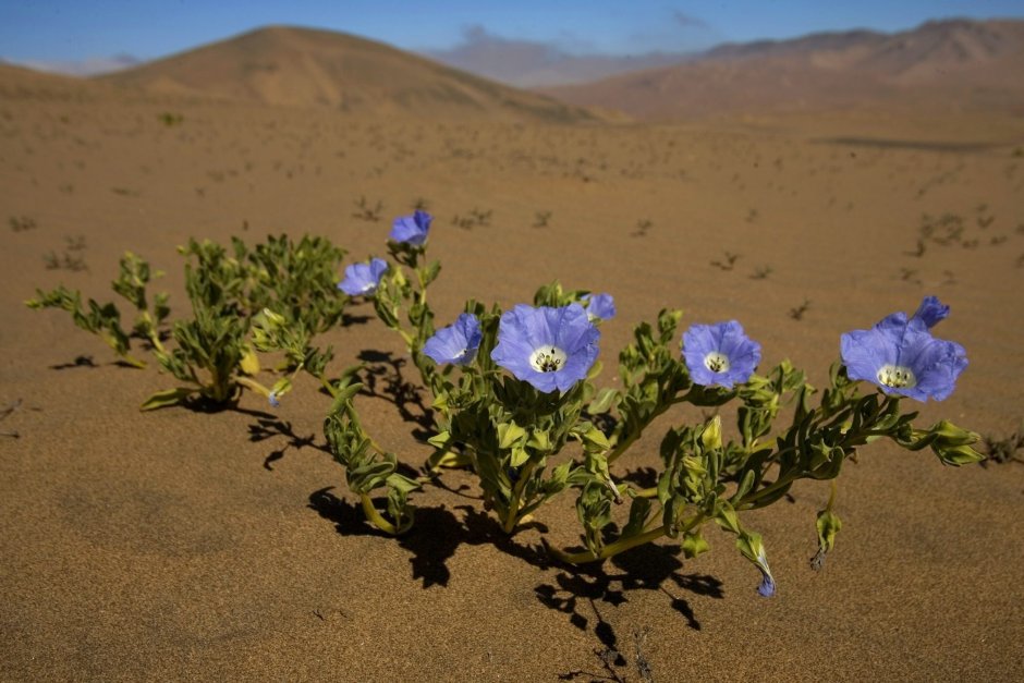 Растения в пустыне Анза Бурего