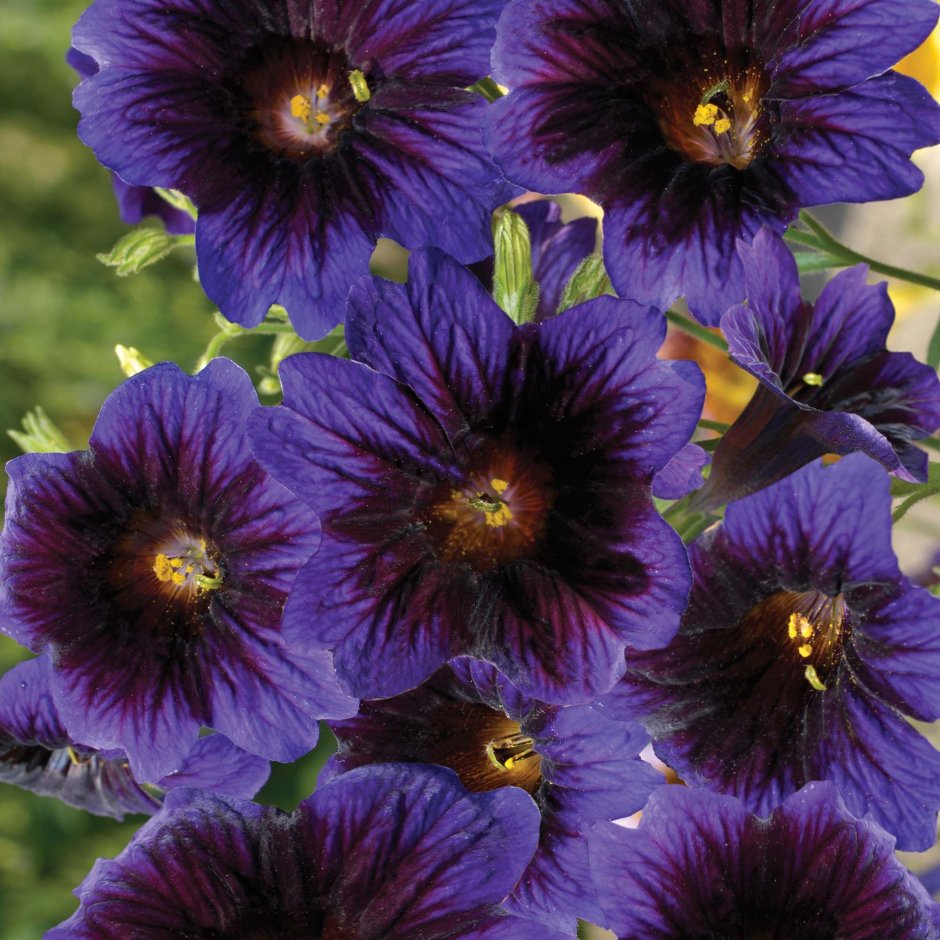 Астра Альпийская (Aster Alpinus)