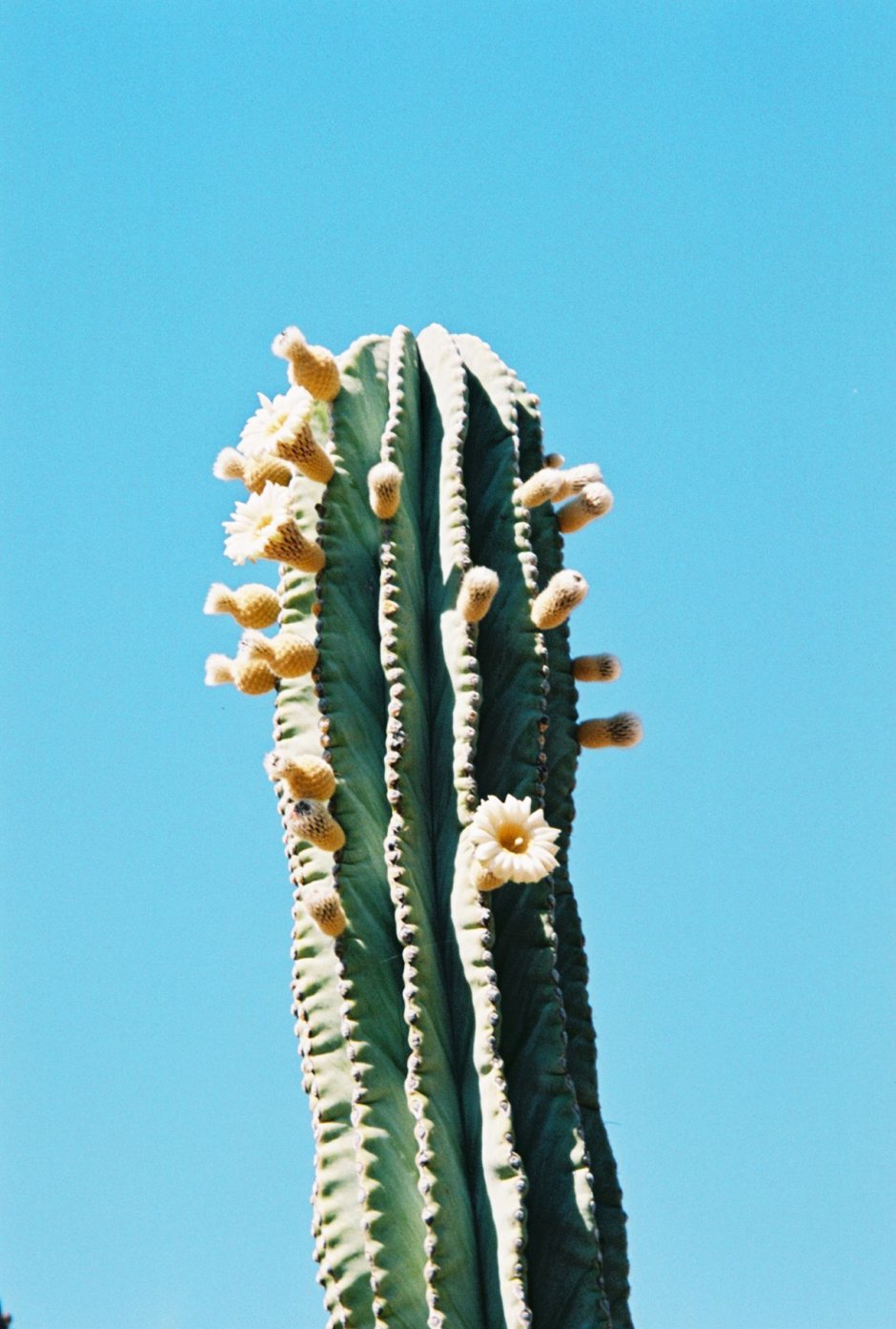 Кактус колоновидный цветение
