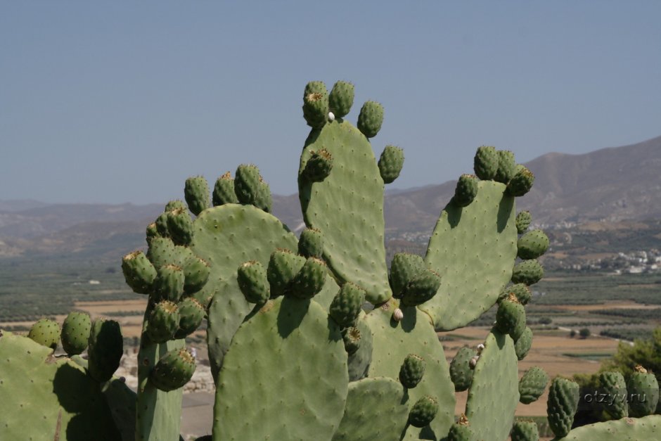 Melocactus Oaxacensis
