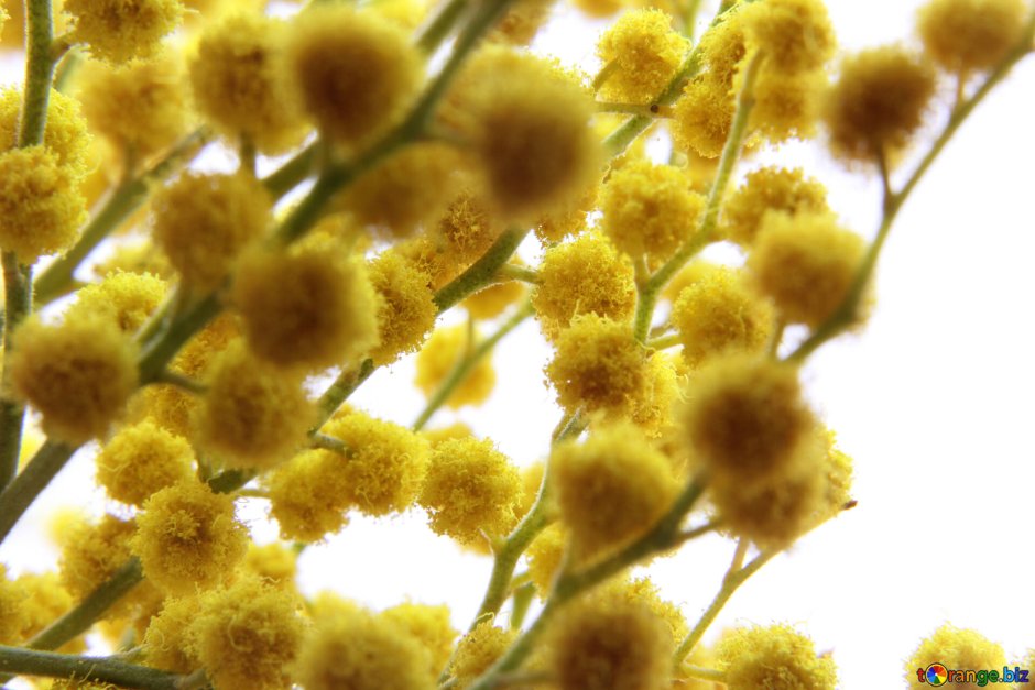 Пушистые и желтые гладкие цветы