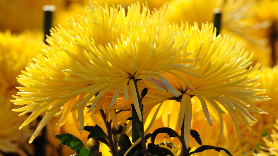 Желтые цветы бархатцы