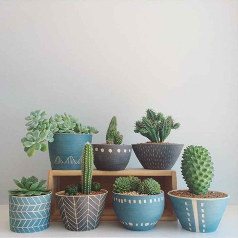 Cactus Pot горшки кактусы Суккуленты