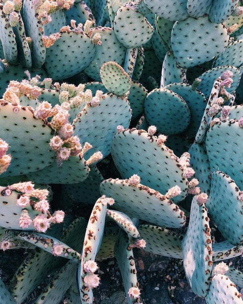 Цвет Cactus Эстетика