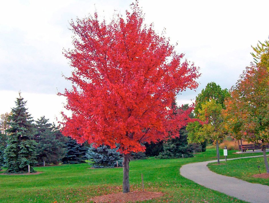 Клен красный Acer rubrum