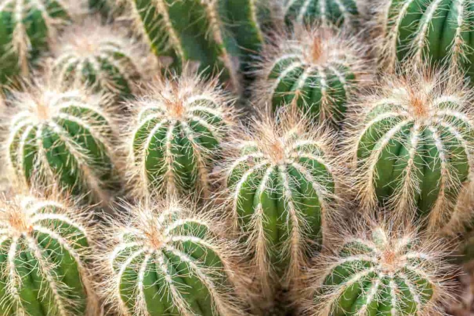 Fluffy Cactus