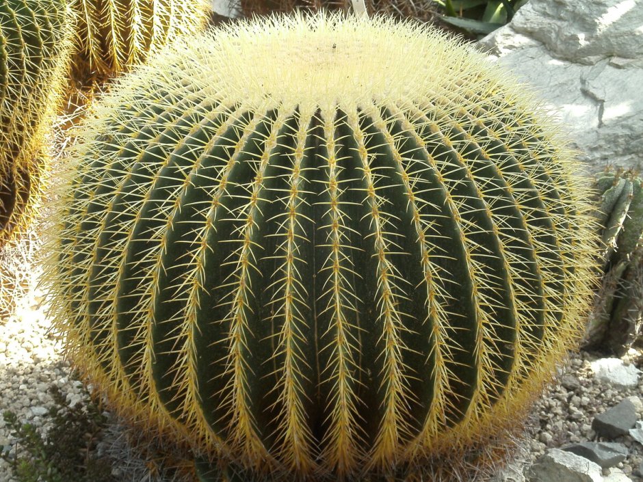 Кактус Echinocactus