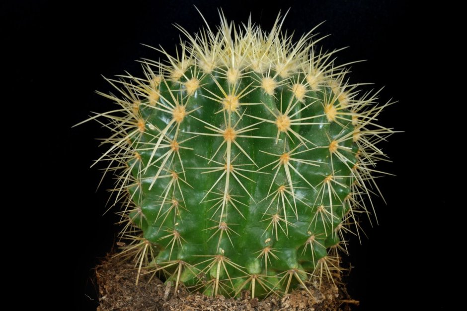 Discocactus magnimammus