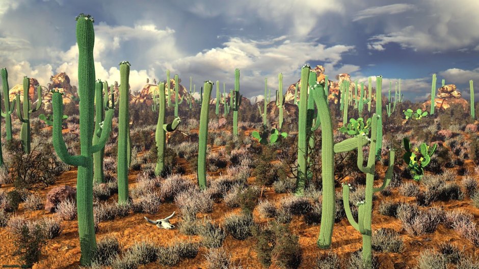 Долина кактусов в Мексике