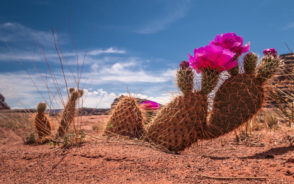 Цветущий Кактус в пустыне
