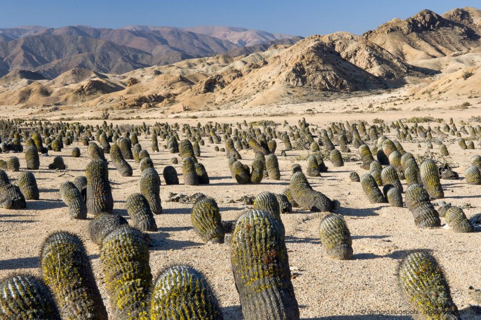 Кактусы пустыни Атакама