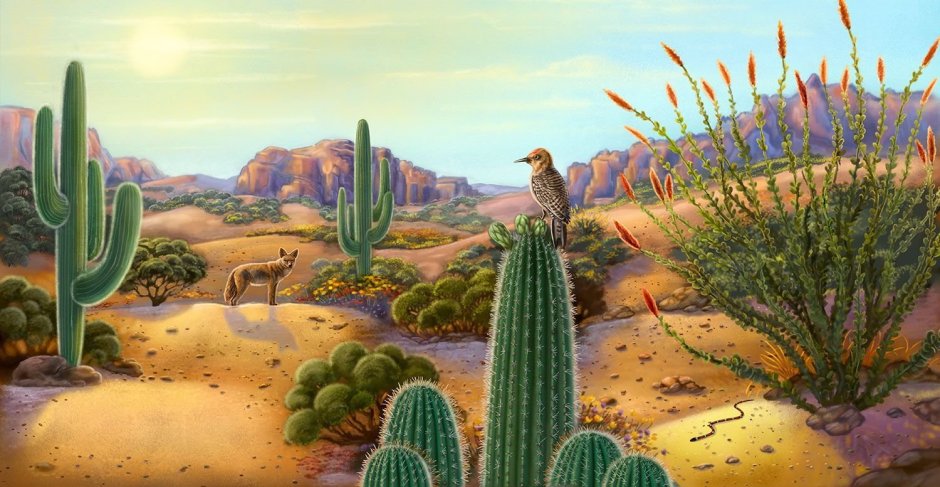 Мексика пустыня Сонора арт