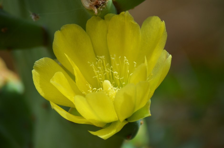 Кактусовое растение желтыми цветочками