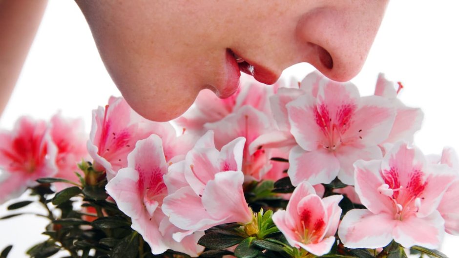 Самые приятно пахнущие цветы