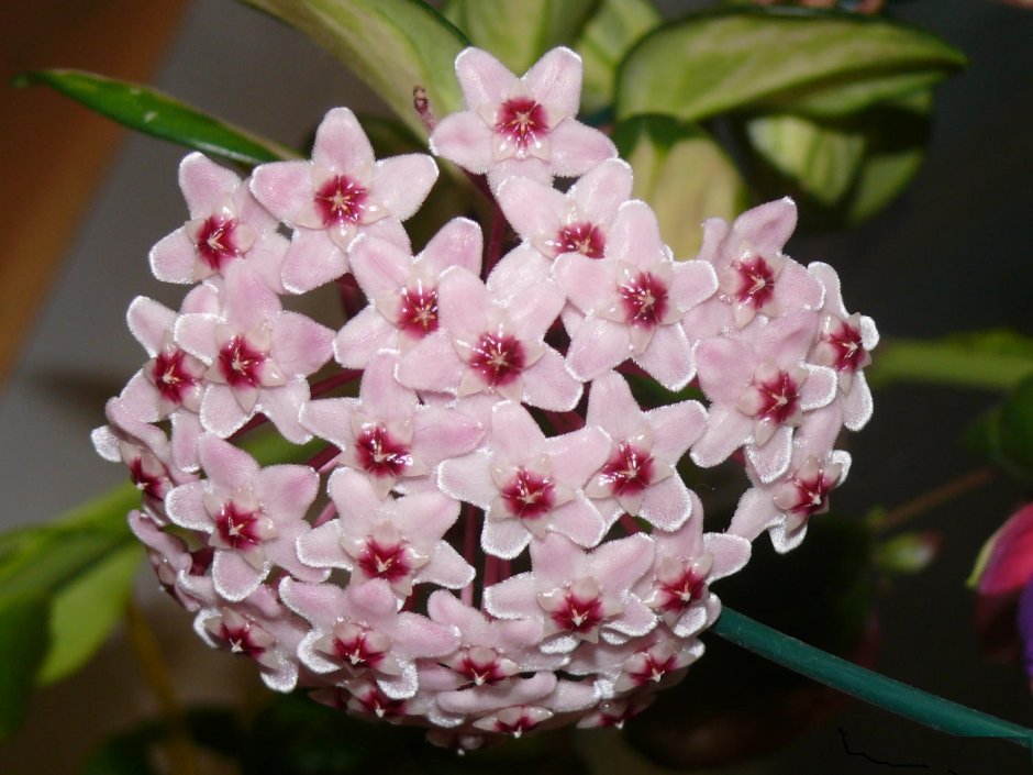 Цветок Хойя Карноза
