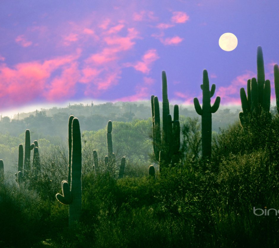 Мексика пейзажи с кактусами