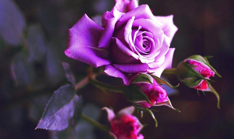 Роза Lilac Rose